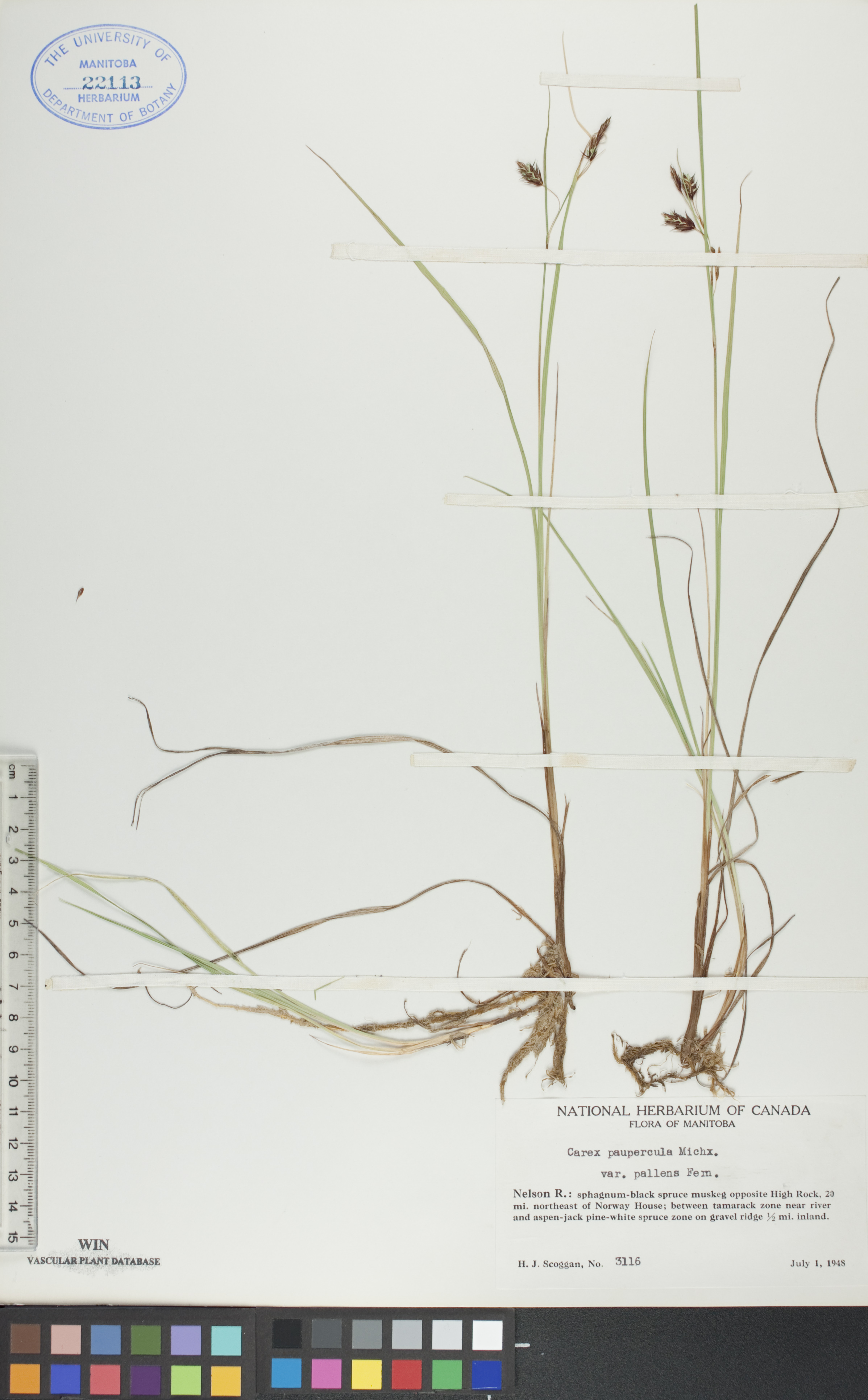 Carex paupercula var. pallens image